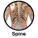 dorn spine selfhelp exercise